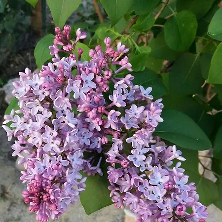 El Patio Andalu Alojamento de Acomodação e Pequeno-almoço