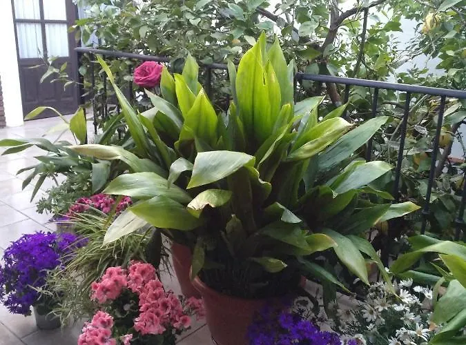 فندق مبيت وإفطار El Patio Andalu أرذاليس