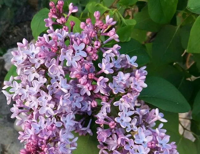 El Patio Andalu فندق مبيت وإفطار